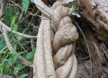 Banisteriopsis caapi 'Ourinhos' (Ayahuasca Vine) Plant